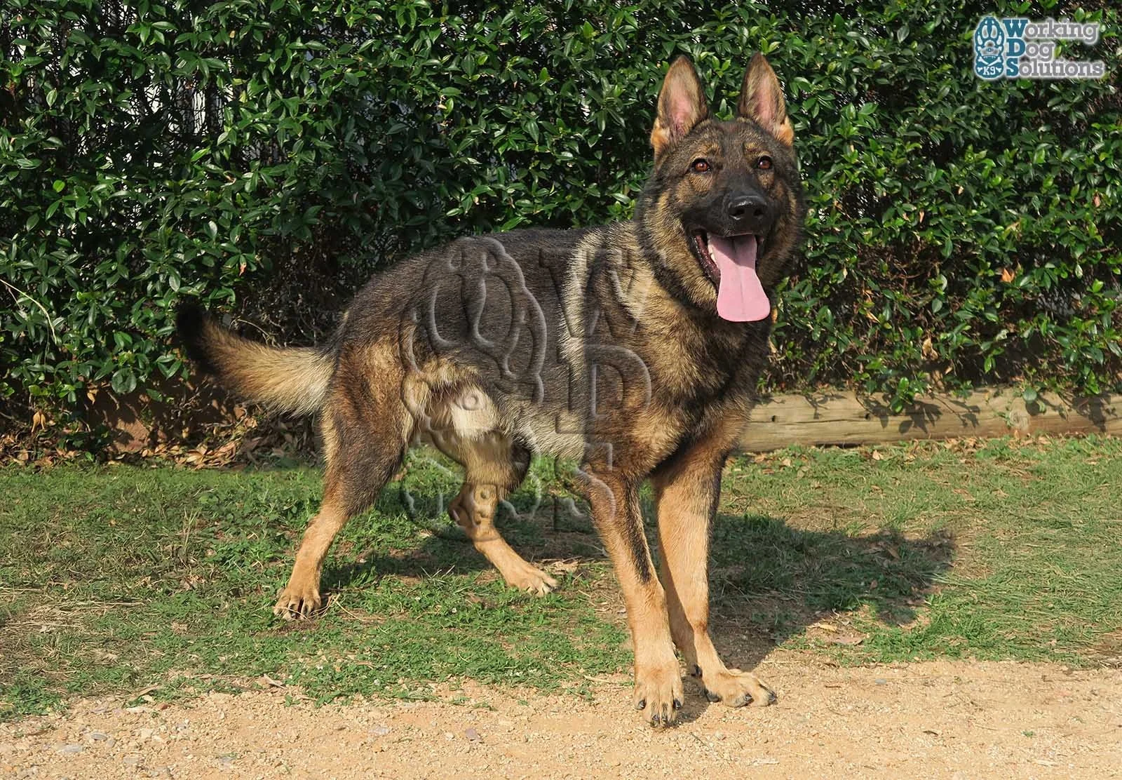 THOR, perro de Working Dog Solutions