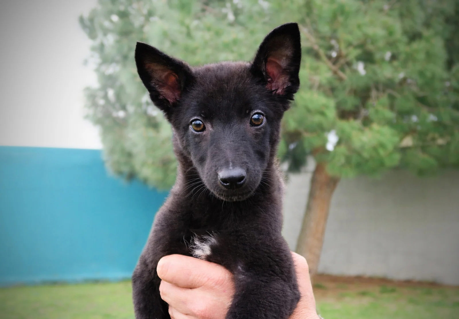 VEXA, perro de Working Dog Solutions