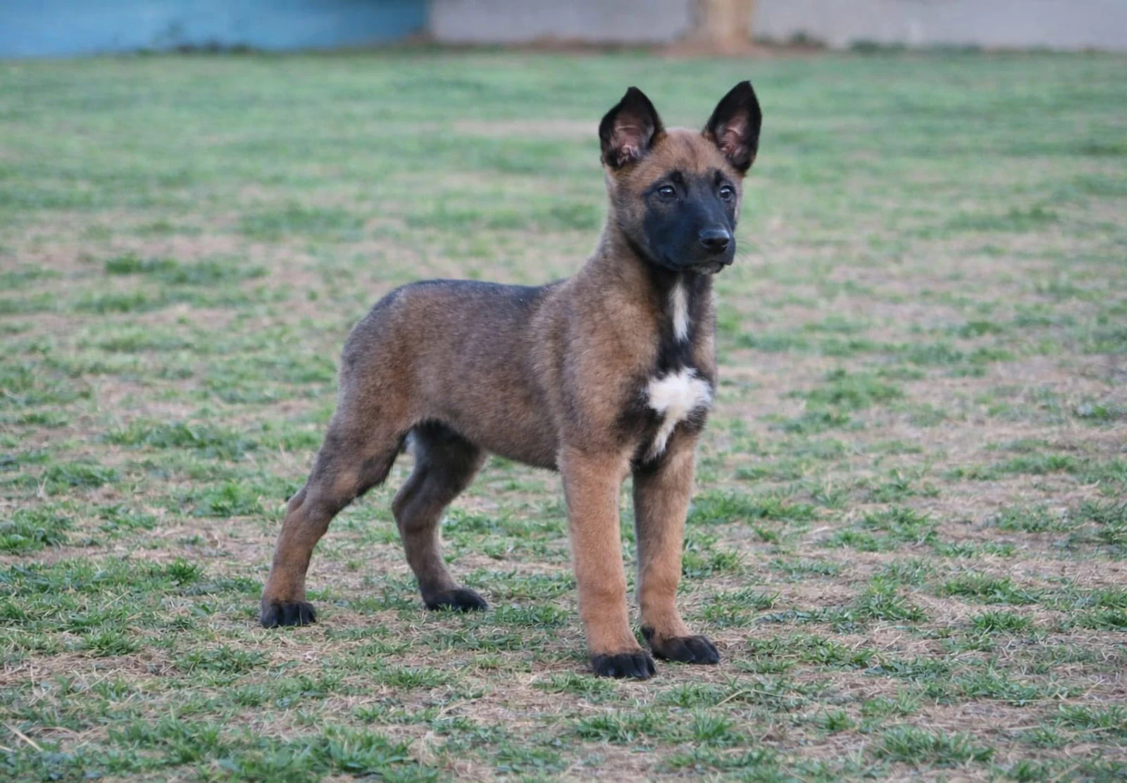 VEYRA, perro de Working Dog Solutions