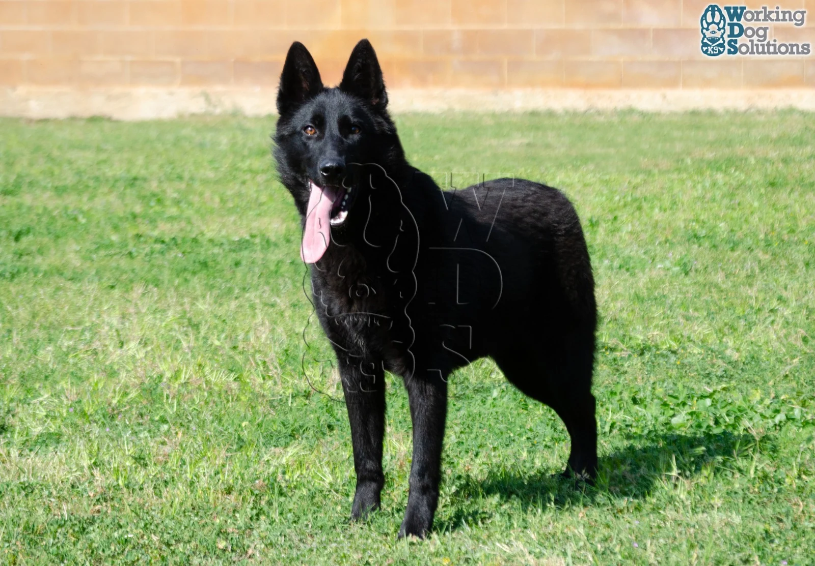 ZAIRE, perro de Working Dog Solutions