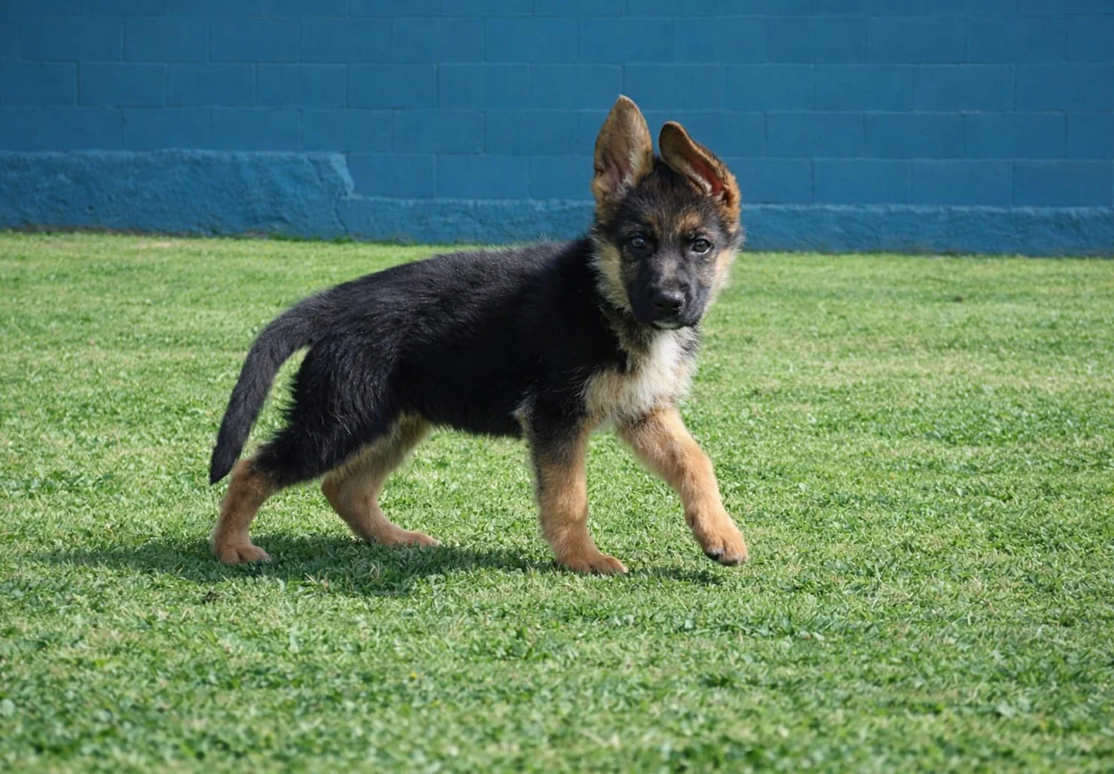 ZETY, perro de Working Dog Solutions