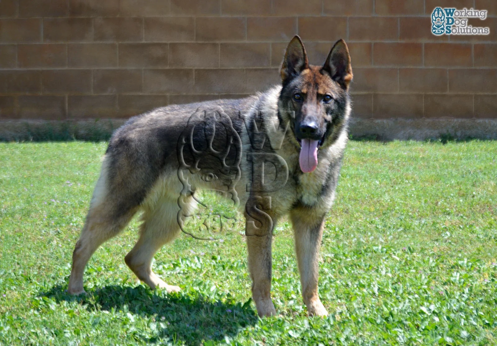 ZEUS, perro de Working Dog Solutions
